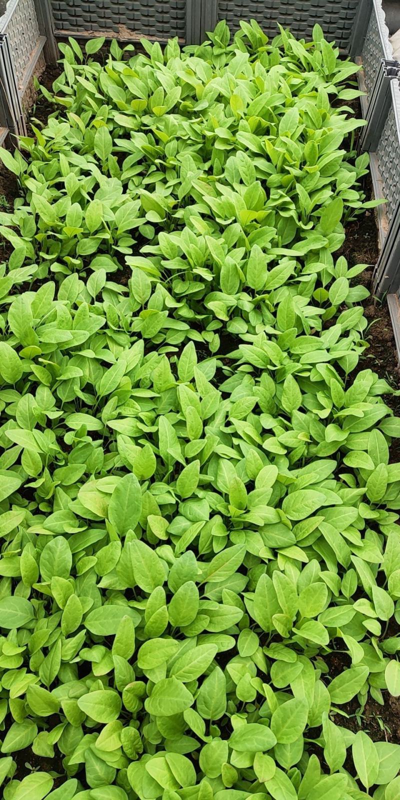 【促销价】食叶草种子蛋白草基地优选良种可提供育苗服务