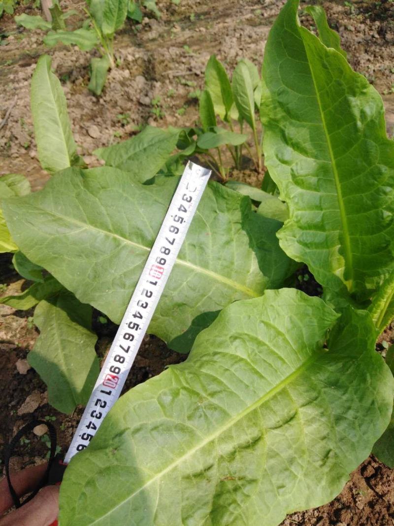 【促销价】食叶草种子蛋白草基地优选良种可提供育苗服务
