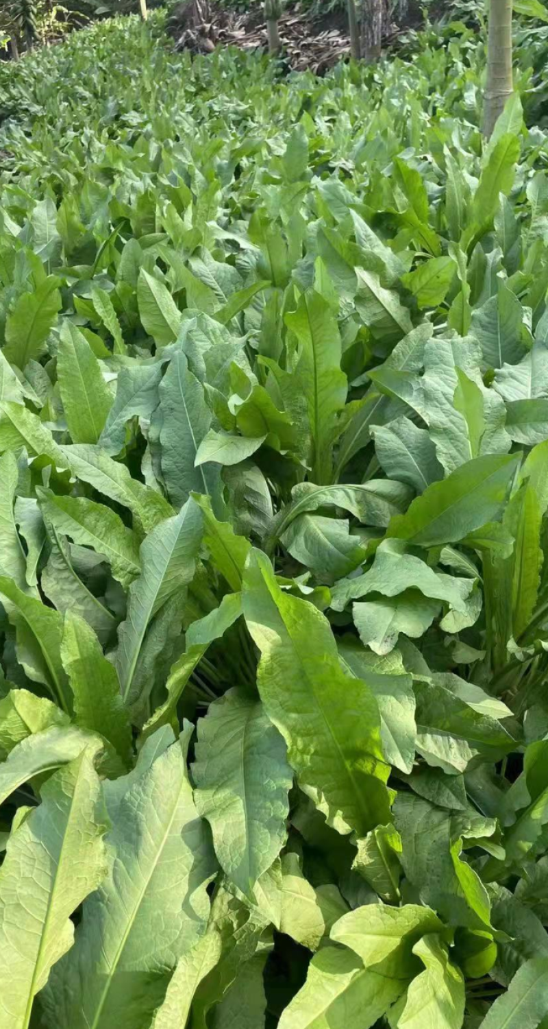 【促销价】食叶草种子蛋白草基地优选良种可提供育苗服务