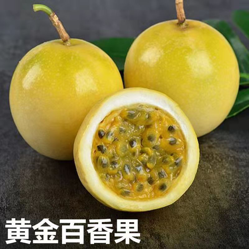 黄金百香果苗特大百香果苗当年结果鸡蛋果苗四季爬藤百香果树