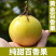 黄金百香果苗特大百香果苗当年结果鸡蛋果苗四季爬藤百香果树