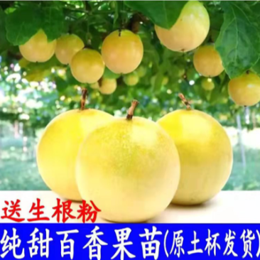 黄金百香果苗特大百香果苗当年结果鸡蛋果苗四季爬藤百香果树