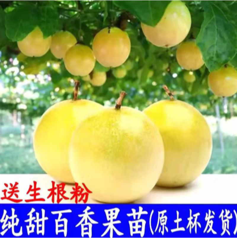 黄金百香果苗特大百香果苗当年结果鸡蛋果苗四季爬藤百香果树