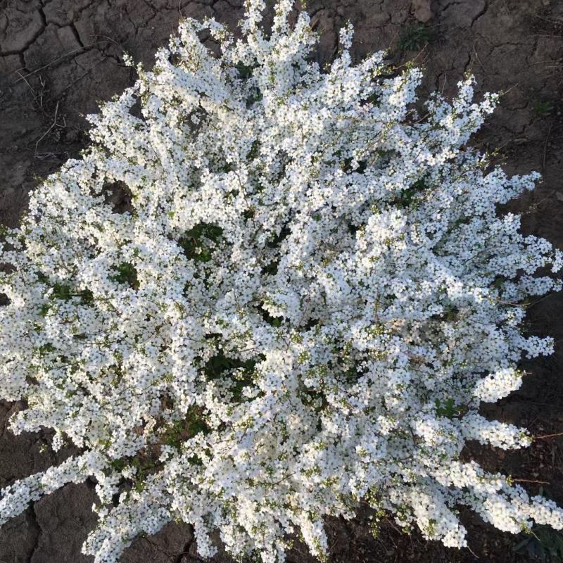 供应红瑞木彩色花灌木绿化工程用苗绿篱苗量大优惠