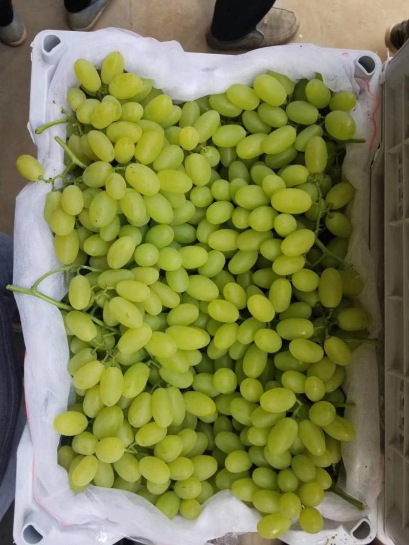 （推荐）基地直供维多利亚葡萄颗粒大甜度高保质保量