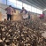 [2025头茬精品羊肚菌]产地直销大量现货-支持一件代发