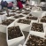 [2025头茬精品羊肚菌]产地直销大量现货-支持一件代发
