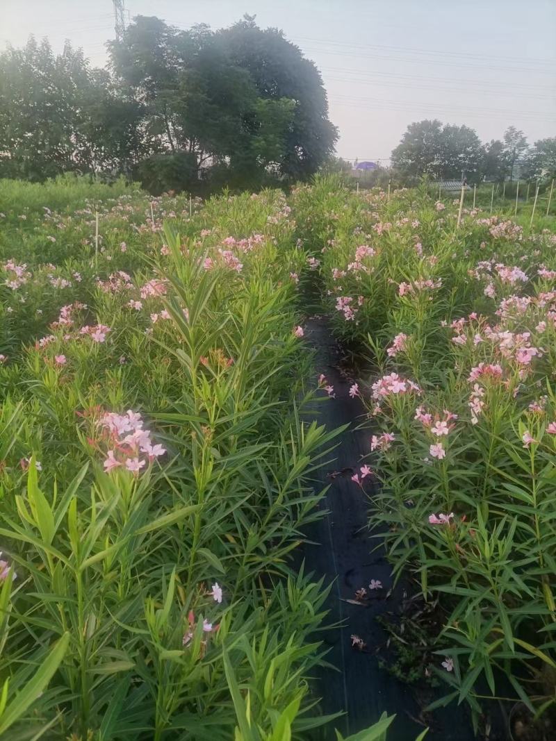 佛山粉花夹竹桃基地直销，开花盆栽，基地直发