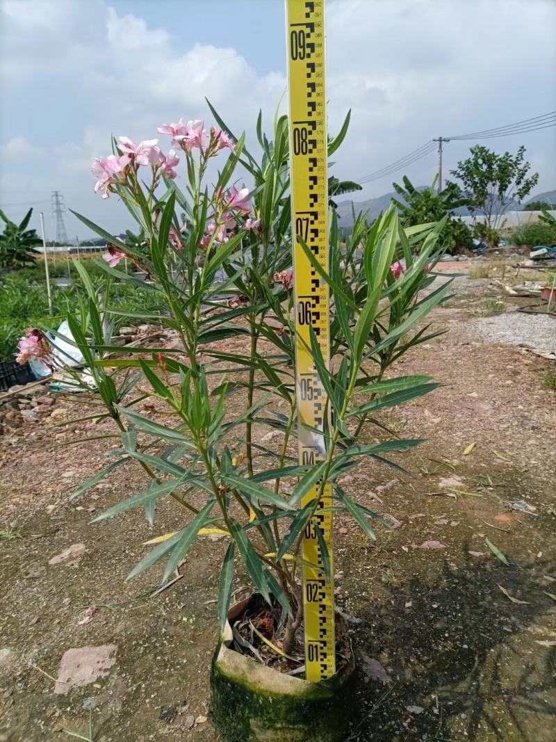 佛山粉花夹竹桃基地直销，开花盆栽，基地直发