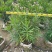 佛山粉花夹竹桃基地直销，开花盆栽，基地直发