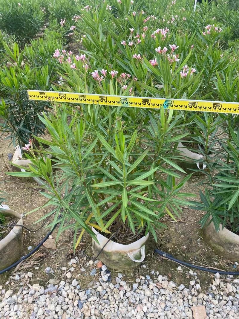 佛山粉花夹竹桃基地直销，开花盆栽，基地直发