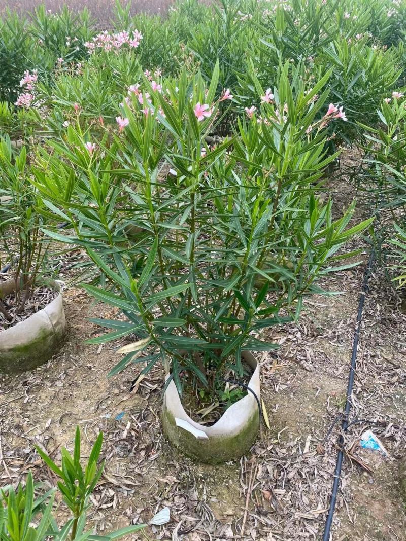 佛山粉花夹竹桃基地直销，开花盆栽，基地直发