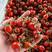 青岛平度釜山88玲珑小番茄产地直供可对接商超