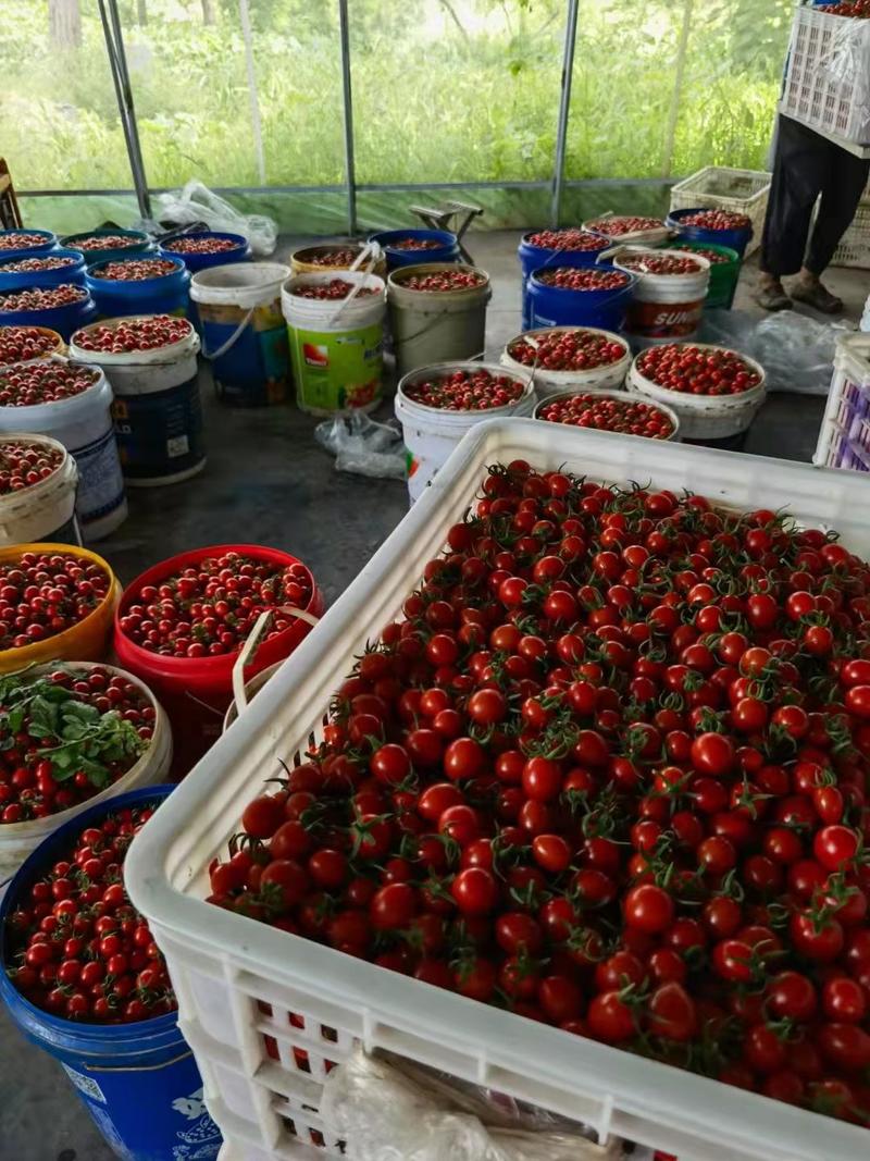 青岛平度釜山88玲珑小番茄产地直供可对接商超