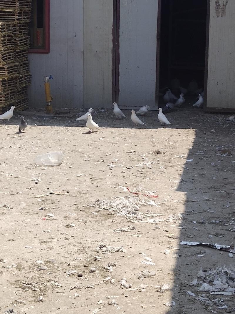 白条鸽，乳鸽，老鸽，工厂稳定供货，保质保量