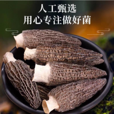 [2025头茬精品羊肚菌]产地直销大量现货-支持一件代发