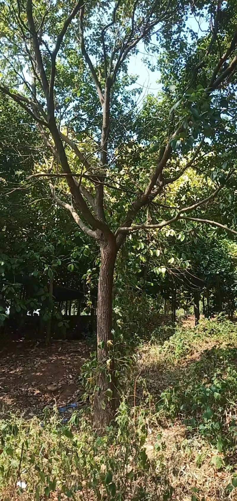 香樟树20公分原生苗香樟树种植基地农户直销