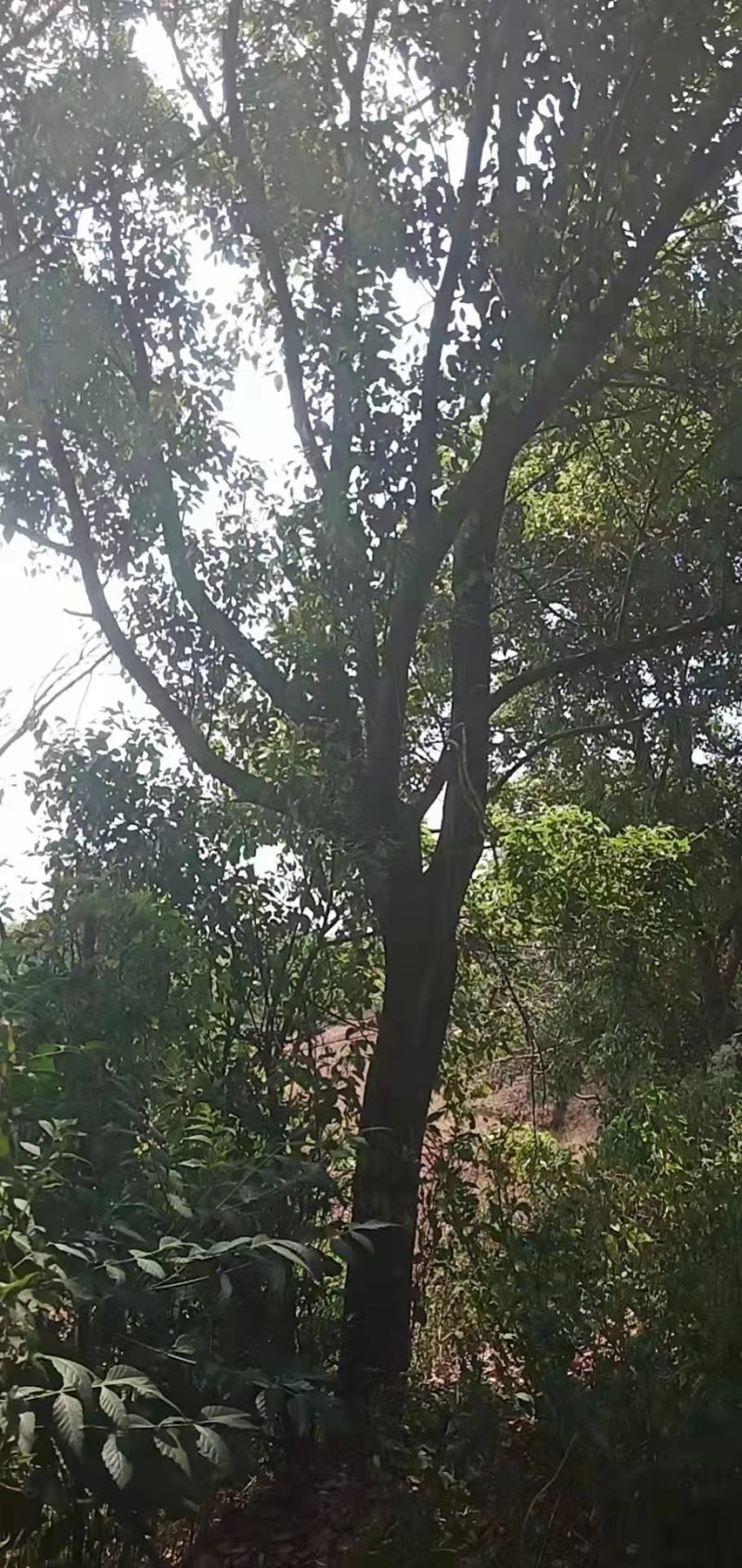 香樟树20公分原生苗香樟树种植基地农户直销
