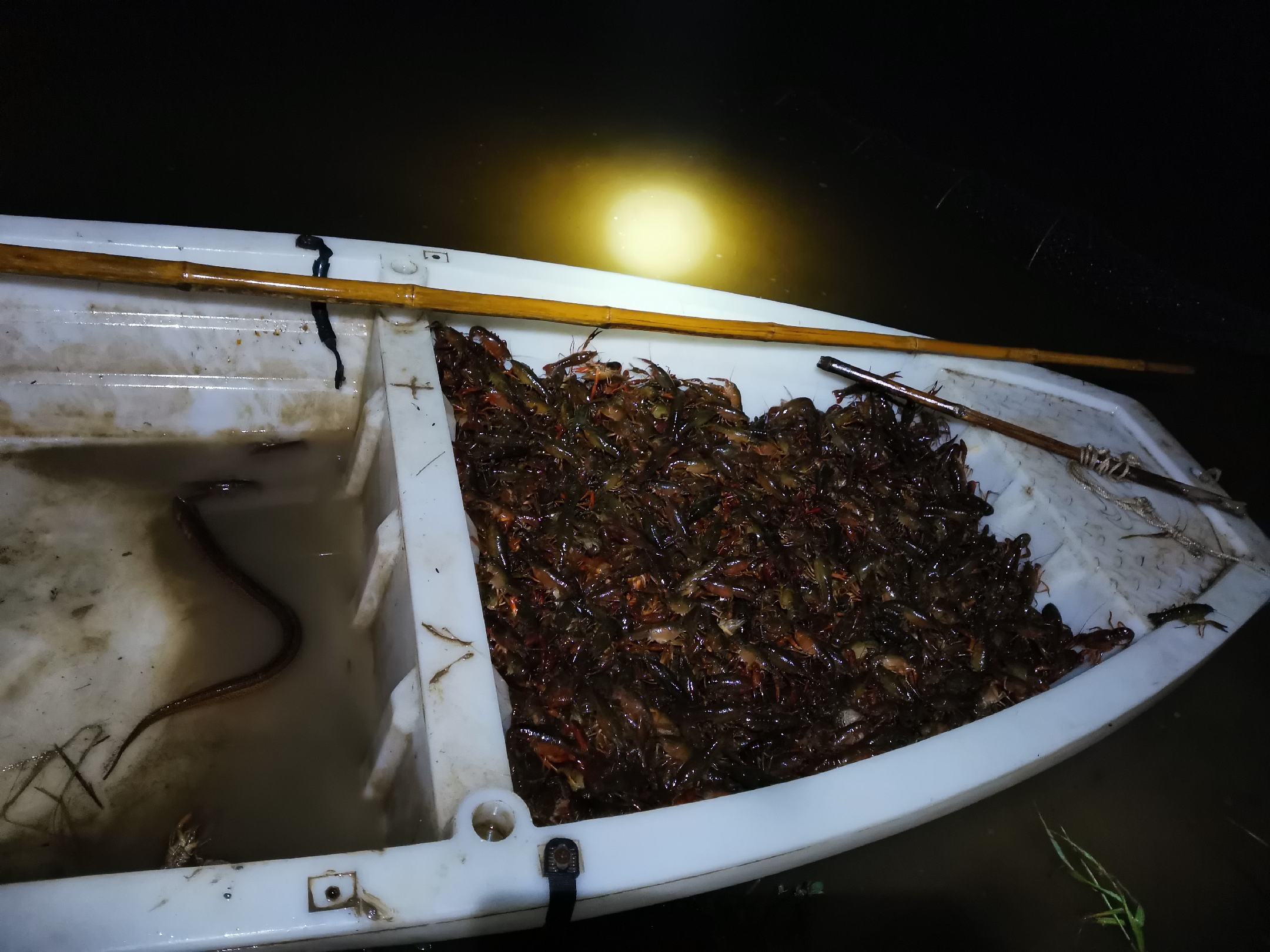 夜晚捕捉小龙虾的场景