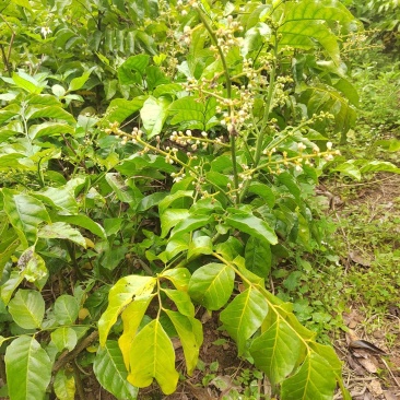 黑黄皮苗场地直销