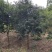多花黄花风铃木8公分地苗黄花风铃木种植基地农户直销