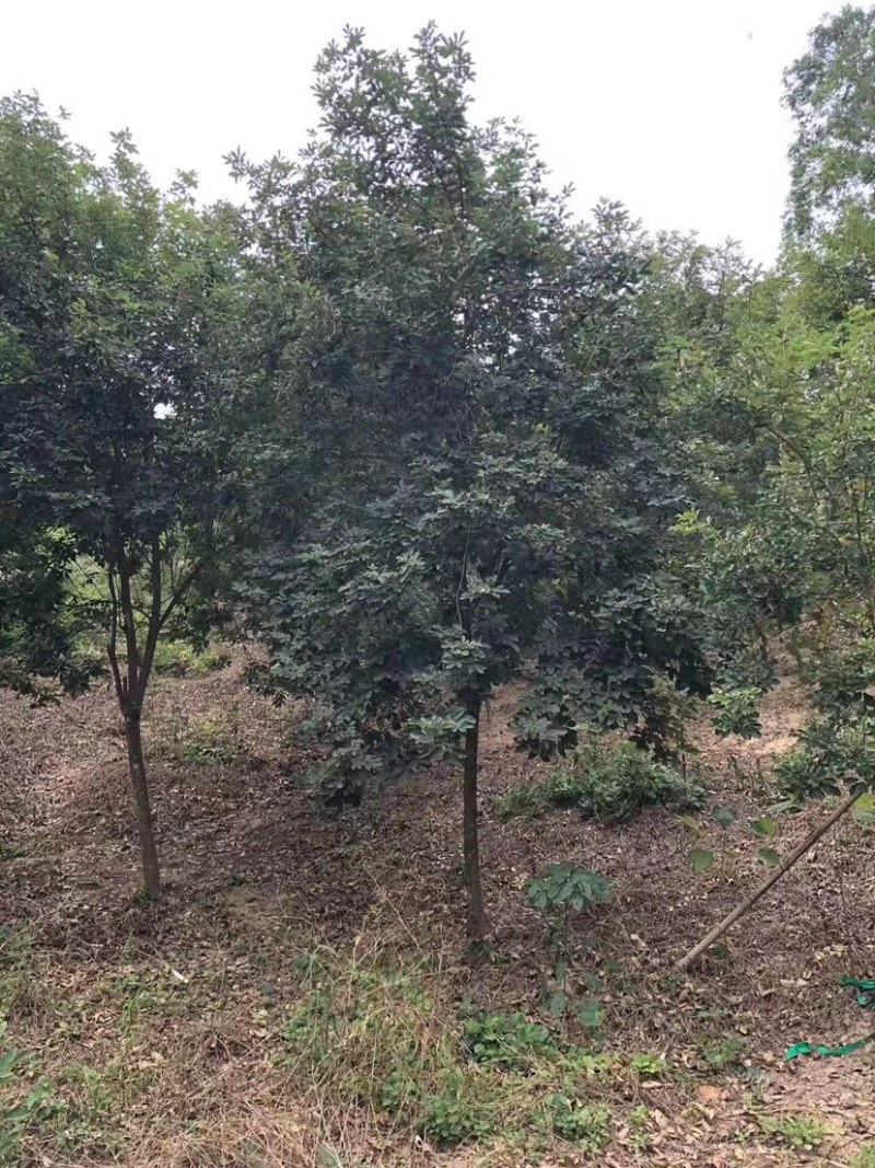 多花黄花风铃木8公分地苗黄花风铃木种植基地农户直销