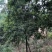多花黄花风铃木8公分地苗黄花风铃木种植基地农户直销
