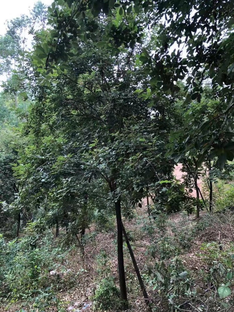 多花黄花风铃木8公分地苗黄花风铃木种植基地农户直销