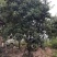 多花黄花风铃木8公分地苗黄花风铃木种植基地农户直销