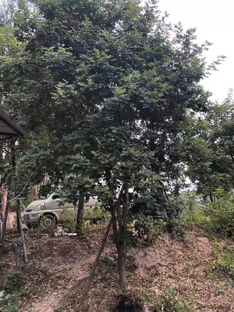 多花黄花风铃木8公分地苗黄花风铃木种植基地农户直销