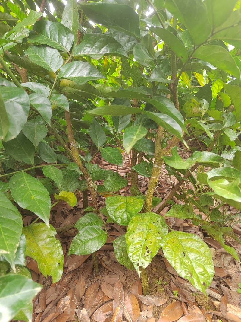 黑黄皮苗场地直销