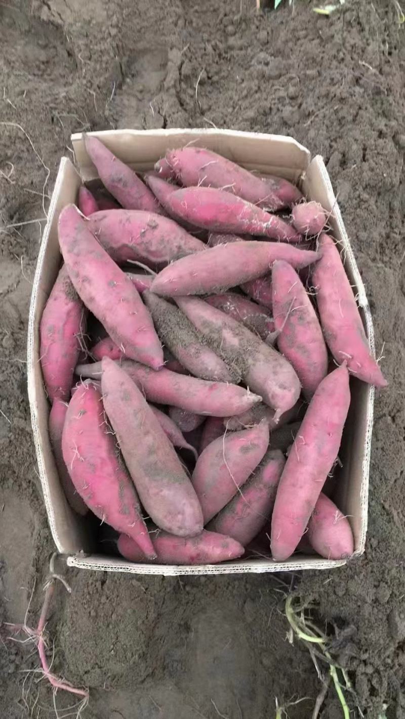山东西瓜红，各种品类红薯+烟薯+哈密。保质保量发全国