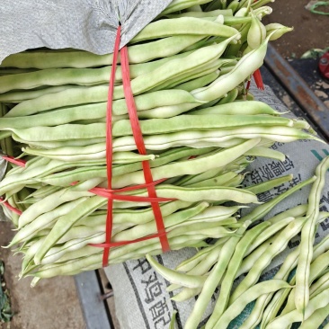 精品芸豆大量上市，量大质优，欢迎广大客商前来选购