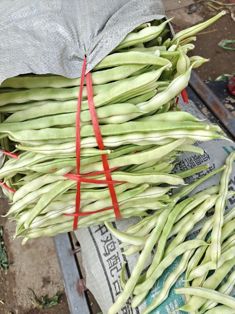 精品芸豆大量上市，量大质优，欢迎广大客商前来选购