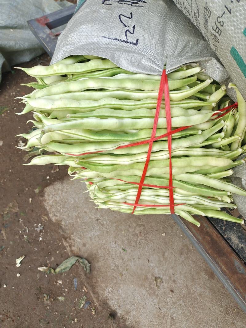 精品芸豆大量上市，量大质优，欢迎广大客商前来选购