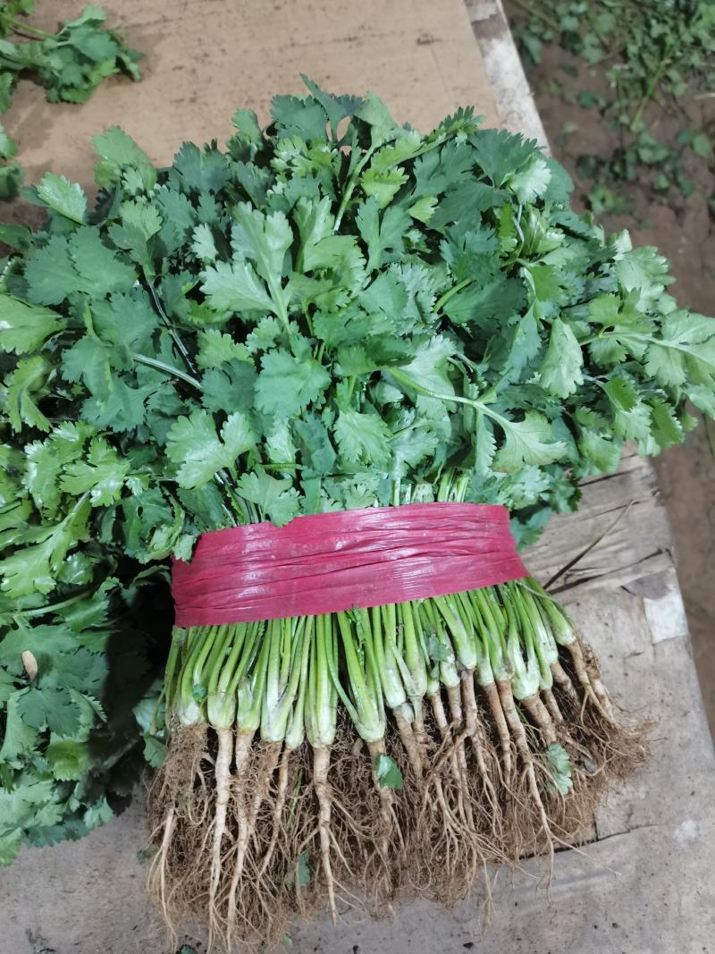 山东精品香菜优质味浓好吃常年有货代发市场电商快来选购