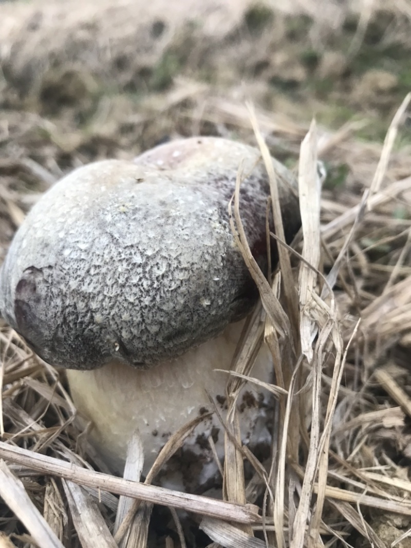 自有菌业基地原生态红松茸