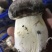 自有菌业基地原生态红松茸