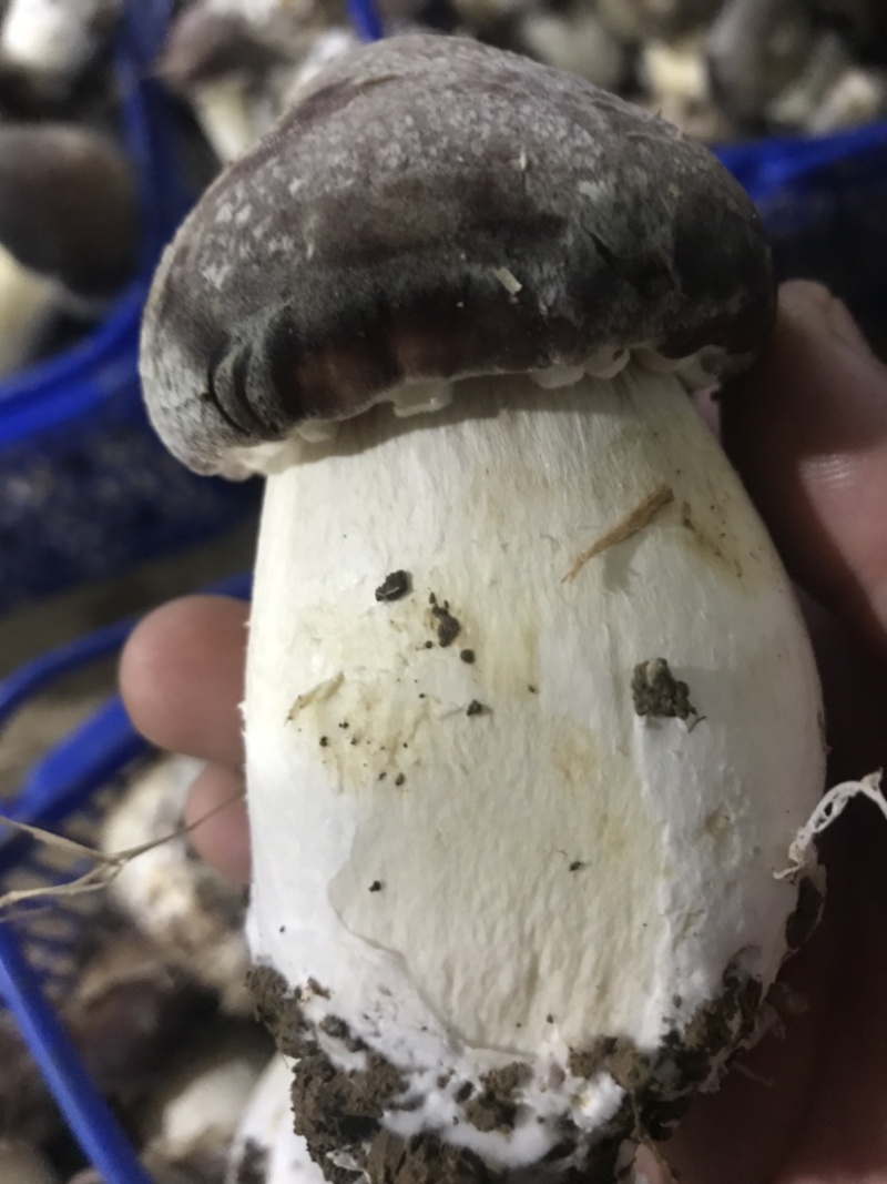 自有菌业基地原生态红松茸