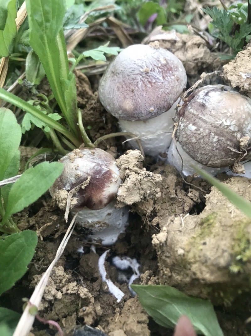 自有菌业基地原生态红松茸
