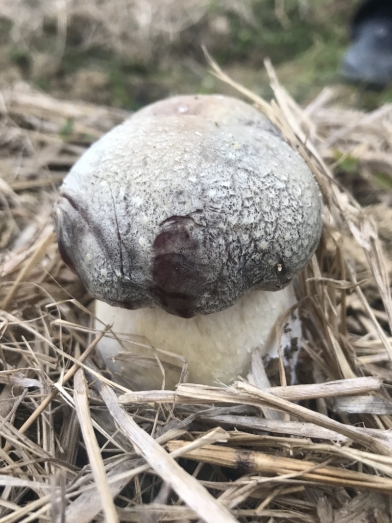自有菌业基地原生态红松茸