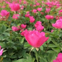 山东青州丰花月季杯苗，品种齐全，品质保证，基地现挖现发