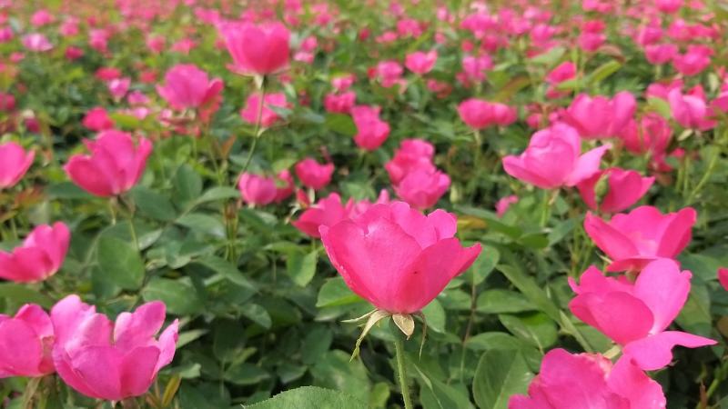 山东青州丰花月季杯苗，品种齐全，品质保证，基地现挖现发