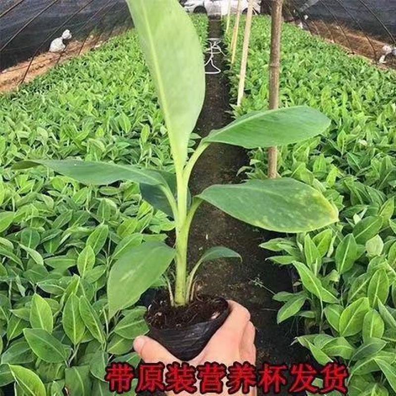 B6香蕉树苗裸根四快，带营杯发货的六快包邮