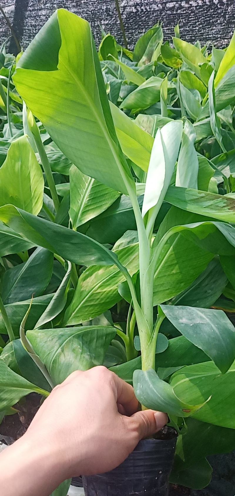 B6香蕉树苗裸根四快，带营杯发货的六快包邮