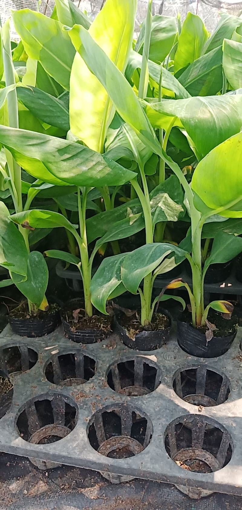 B6香蕉树苗裸根四快，带营杯发货的六快包邮