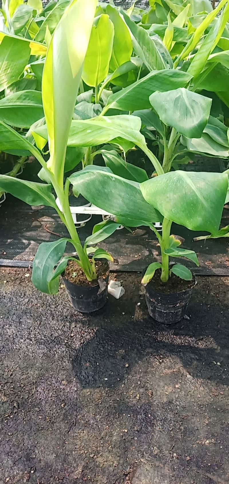 B6香蕉树苗裸根四快，带营杯发货的六快包邮