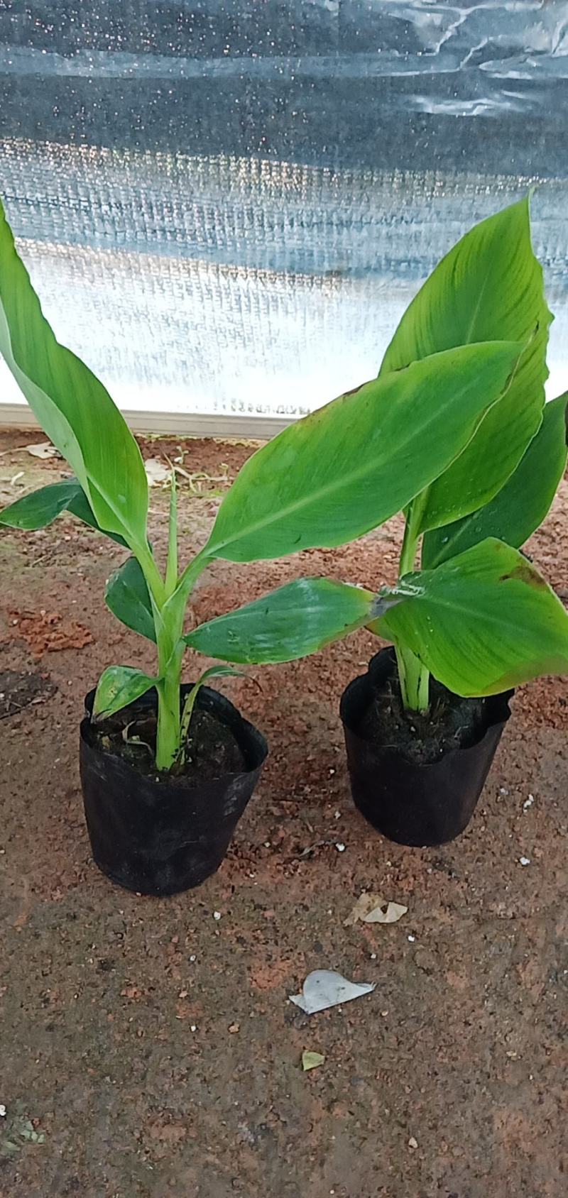 B6香蕉树苗裸根四快，带营杯发货的六快包邮
