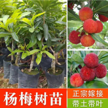杨梅苗嫁接苗东魁杨梅苗正宗杨梅树苗特大早熟南北方种植