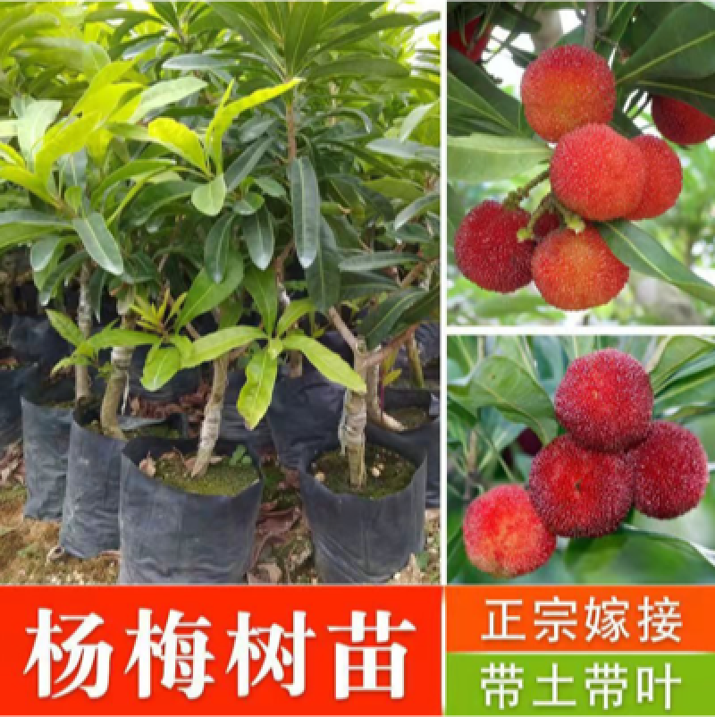 杨梅苗嫁接苗东魁杨梅苗正宗杨梅树苗特大早熟南北方种植